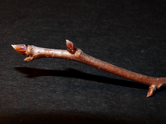 {Nyssa biflora}